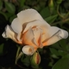 Rosa 'Crepuscule' -- Noisett Rose
